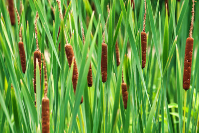 Close-up of grass growing on field