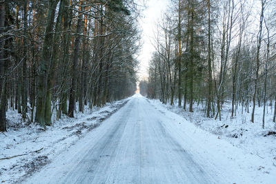 Snow covered trees in forest against sky