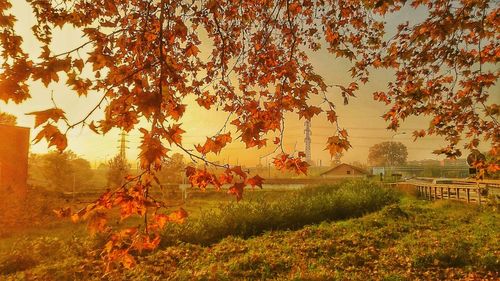 Close-up of tree during sunset