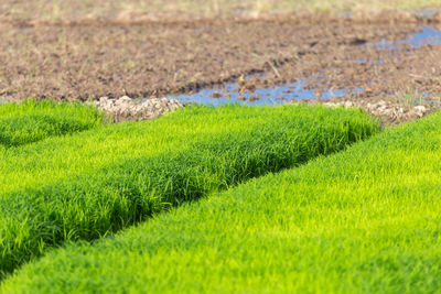 green