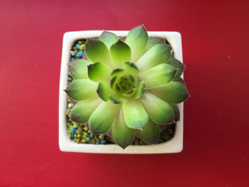 High angle view of succulent plant against red wall