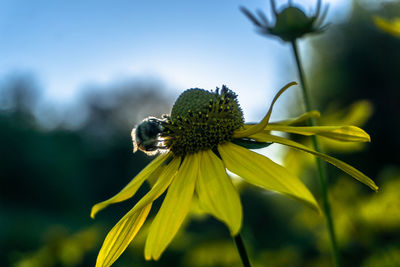 Fuzzy bumblebee pollinating a yellow flower during golden hour with a bright blue sky. 