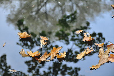 Close-up of leaves on plant during winter