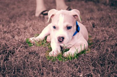 Portrait of dog on field