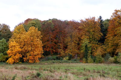 Autumn trees on field against sky