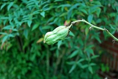 Close-up of crab on plant