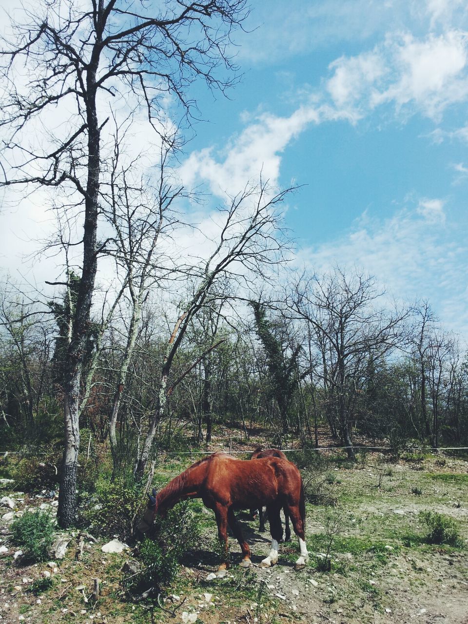 animal themes, mammal, one animal, domestic animals, sky, tree, horse, herbivorous, field, livestock, grass, standing, cloud - sky, nature, grazing, landscape, side view, animals in the wild, full length, zoology