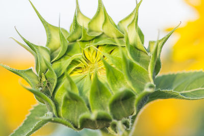 Close-up of flower