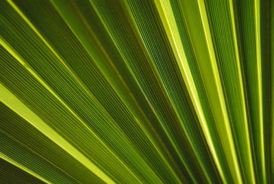 Full frame shot of palm tree leaves