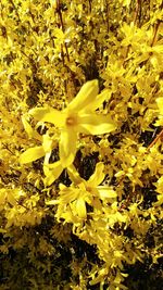 Close-up of yellow flowering plant