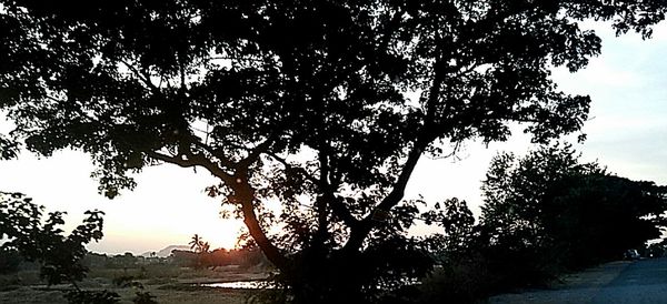 Silhouette trees on landscape against sky