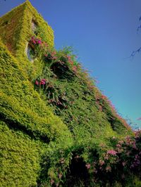 Low angle view of trees against clear sky