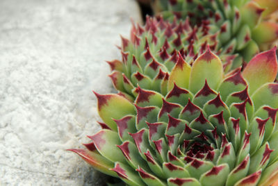 Close-up of succulent plant