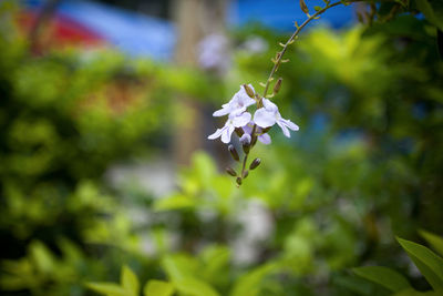 Close-up of white flowering plant