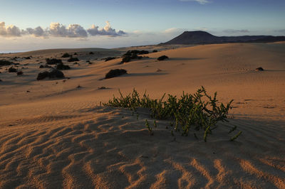 Scenic view of desert against sky