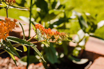 Close-up of red flowering plant