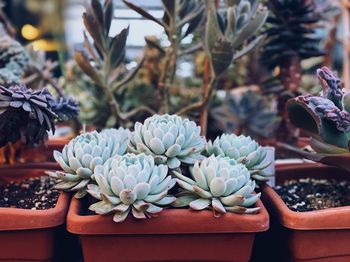 Close-up of succulent plant in pot