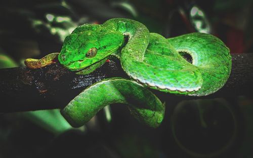 Close-up of green snake