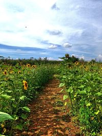 Scenic view of field against cloudy sky