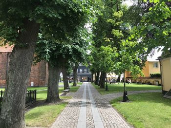 Trees along built structure