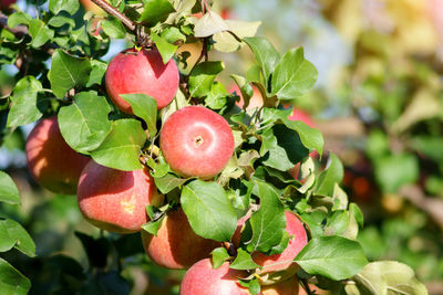 Close-up of fruits on tree