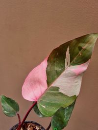 Close-up of pink lotus water lily