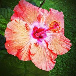 Close-up of pink hibiscus flower