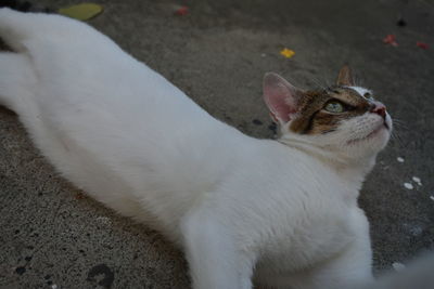 High angle view of cat