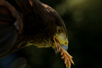 Close-up of eagle