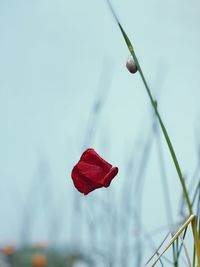 Close-up of red rose on leaf