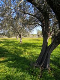 Trees on grassy field