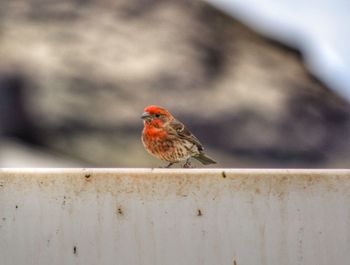 Close-up of bird perching on branch