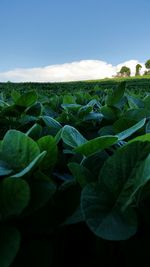 Close-up of fresh green plants against sky