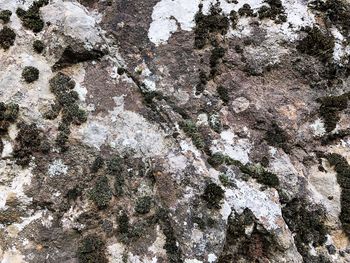 Close-up of lichen on rock