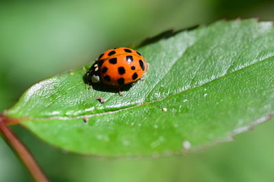 ladybug