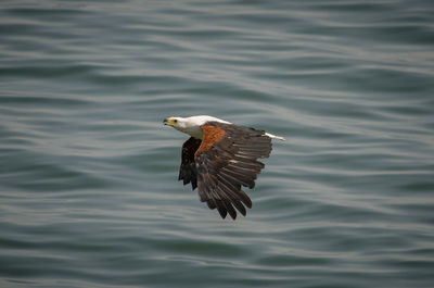 Bird flying over lake