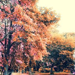 Low angle view of trees