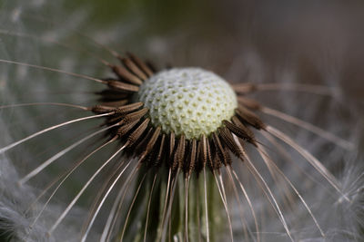 Close-up of wilted dandelion