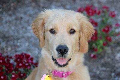 Close-up portrait of puppy