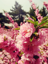 Close-up of insect on pink flower blooming outdoors