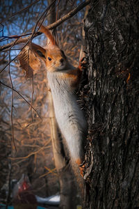 Close-up of squirrel on tree trunk