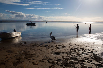 View of seagulls on beach