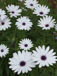 Close-up of white daisy blooming in field