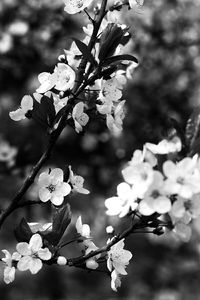 Close-up of flowers on branch