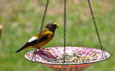 Close-up of bird perching on feeder