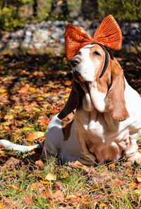 Dog on field wearing halloween bow