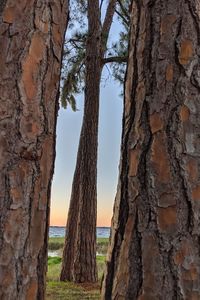 Panoramic shot of tree trunk against sky