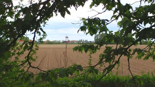 Crops growing on field against sky