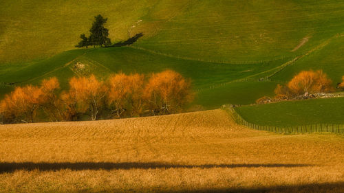 Scenic view of wheat field