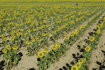 Scenic view of oilseed rape field